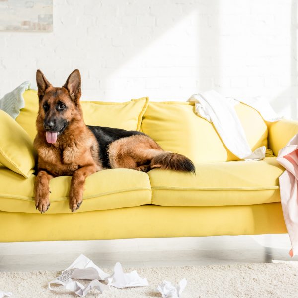 Why Does My German Shepherd Destroy Everything?