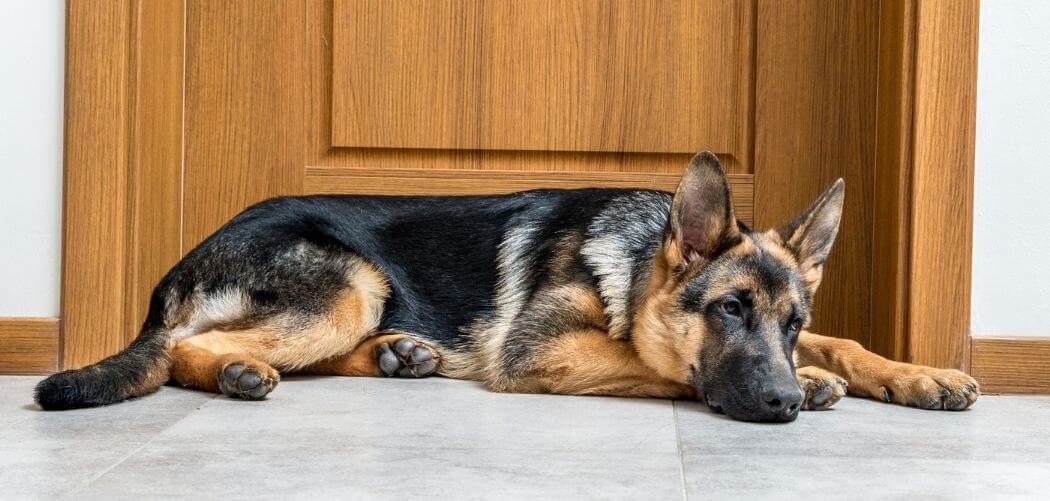 Why Does My German Shepherd Fart So Much? 7 Reasons And ...
