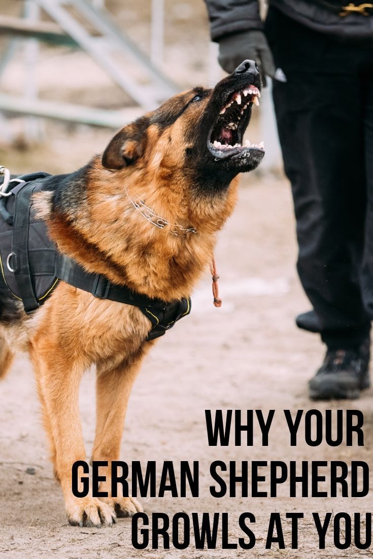 Why does my German Shepherd growl at me? in 2020 (With ...