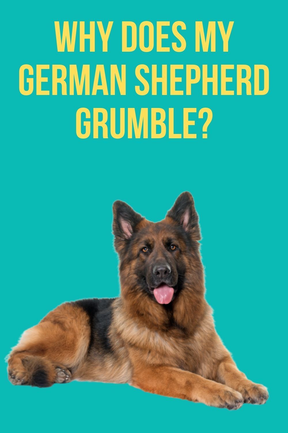 Why does my German Shepherd grumble?