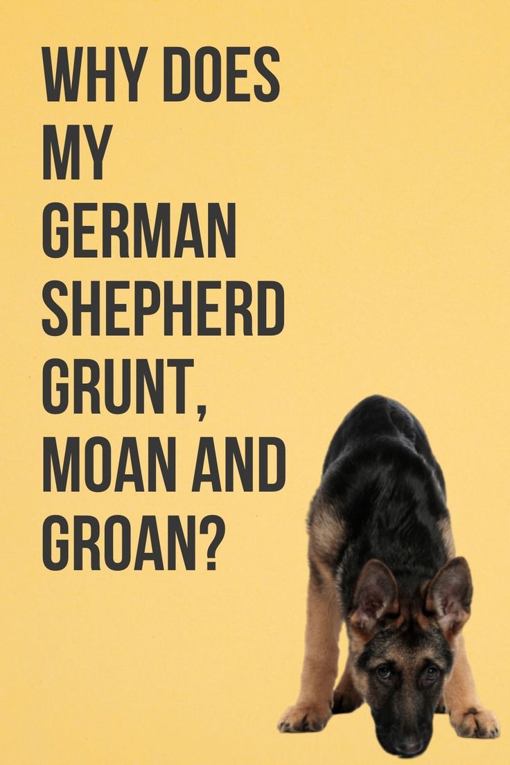 Why does my German Shepherd grunt, moan and groan?