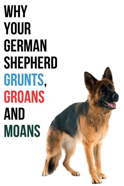 Why does my German Shepherd grunt, moan and groan? (With ...