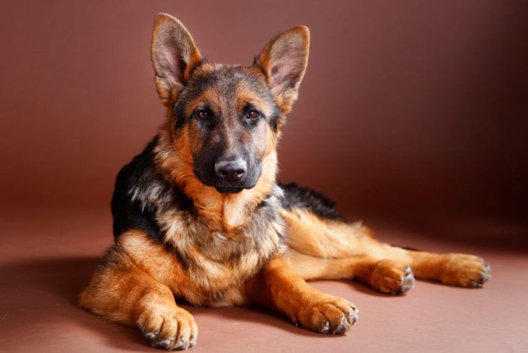 Why does my German Shepherd grunt, moan and groan ...