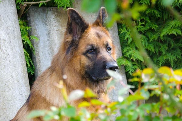 Why Does My German Shepherd Have Dandruff: A Guide to Skin ...