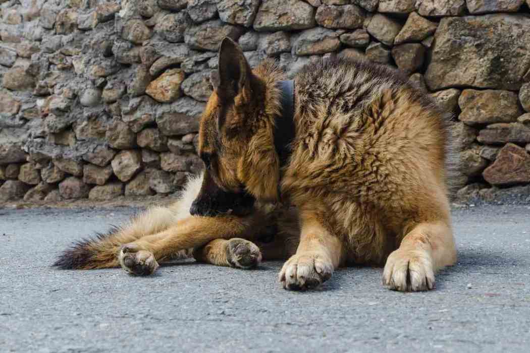 Why Does My German Shepherd Have Dandruff?  Embora Pets