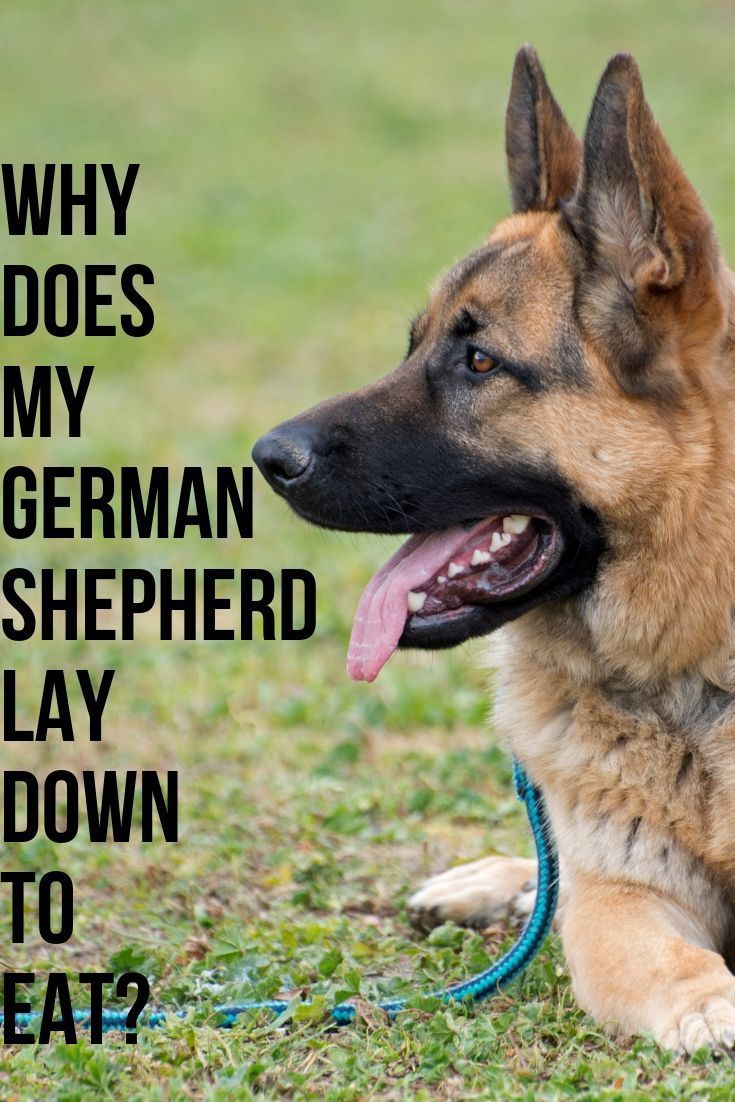 Why does my German Shepherd lay down to eat?