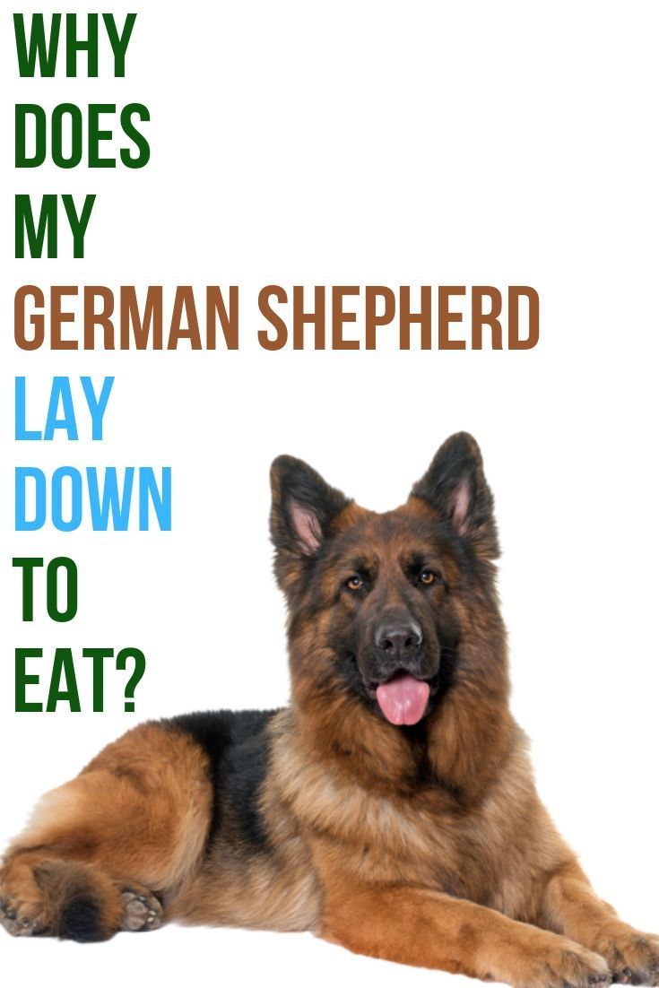 Why does my German Shepherd lay down to eat? in 2021 ...