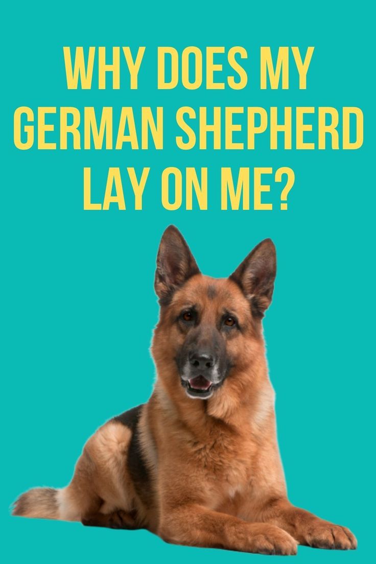 Why does my German Shepherd lay its head on me? in 2020 ...