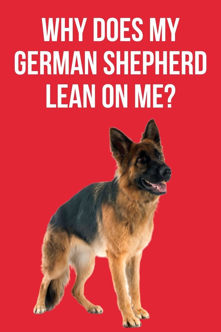 Why does my German Shepherd lean on me?