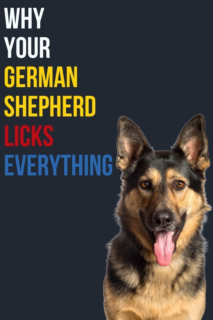 Why does my German Shepherd lick everything?