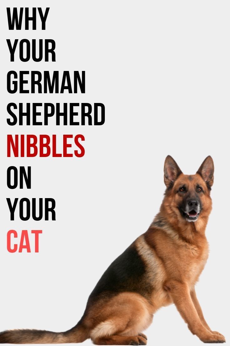 Why does my German Shepherd nibble on my cat?
