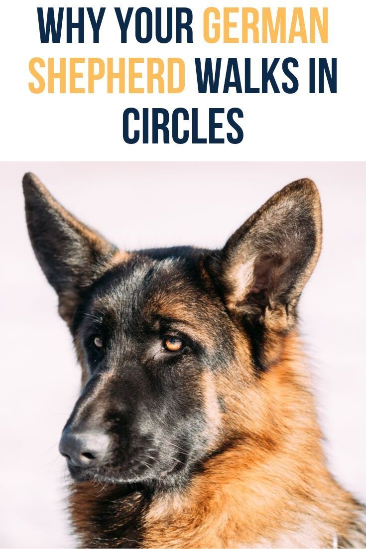Why does my German Shepherd pace or walk in circles ...