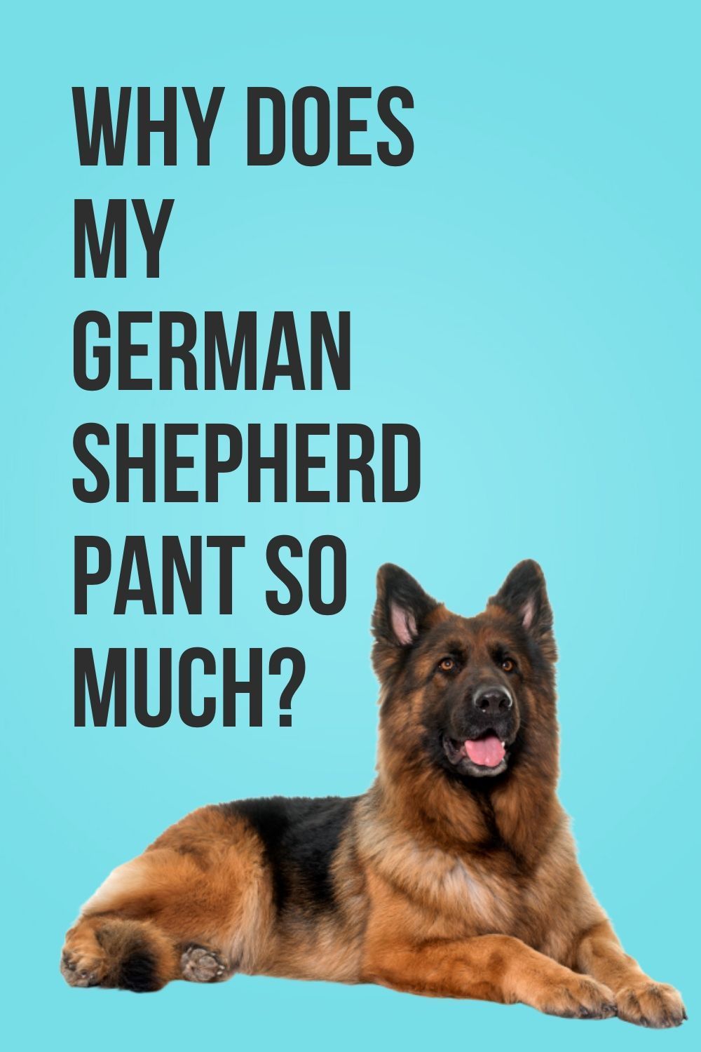 Why does my German Shepherd pant so much? in 2020