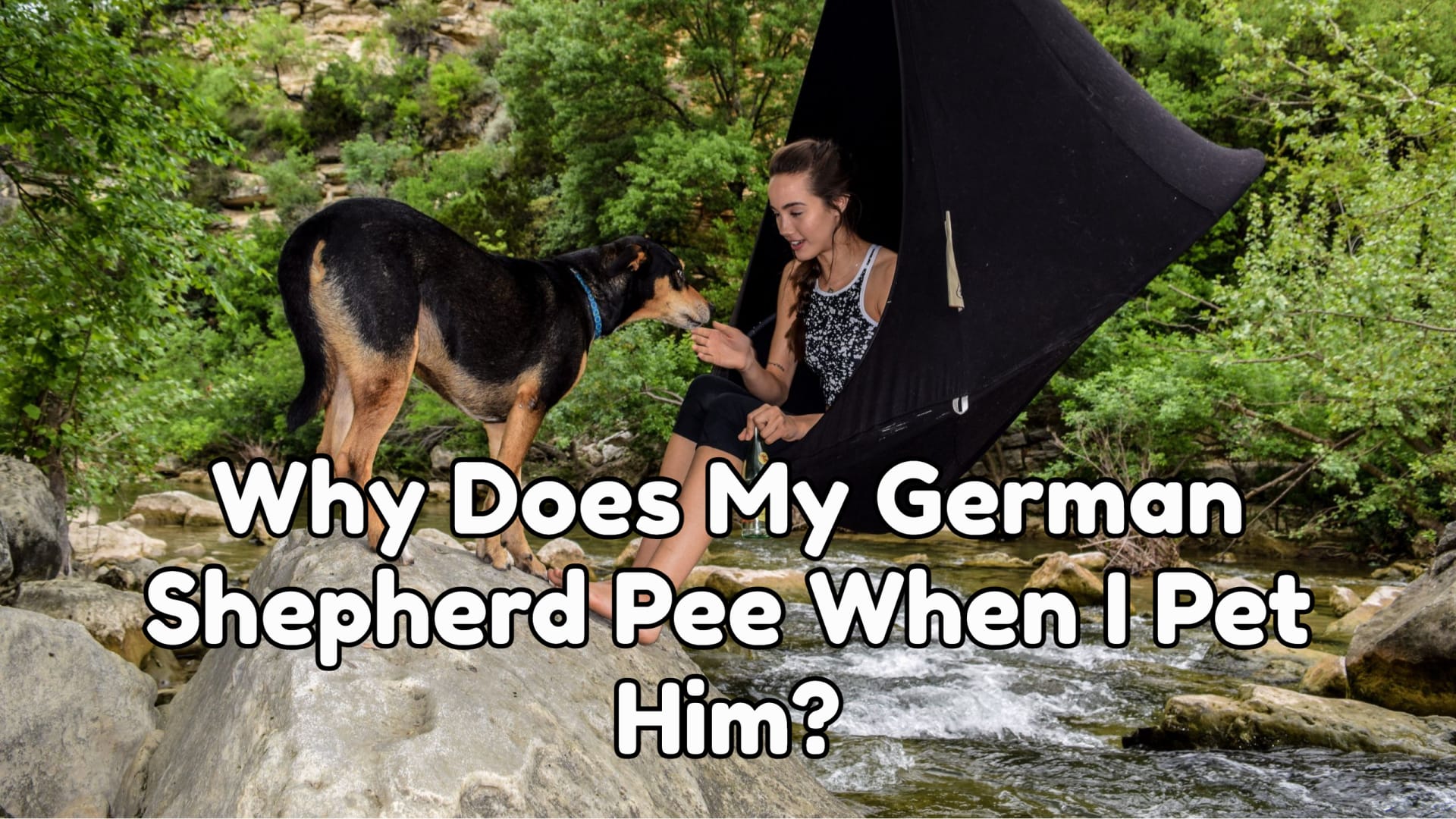 Why Does My German shepherd Pee When I Pet Him?