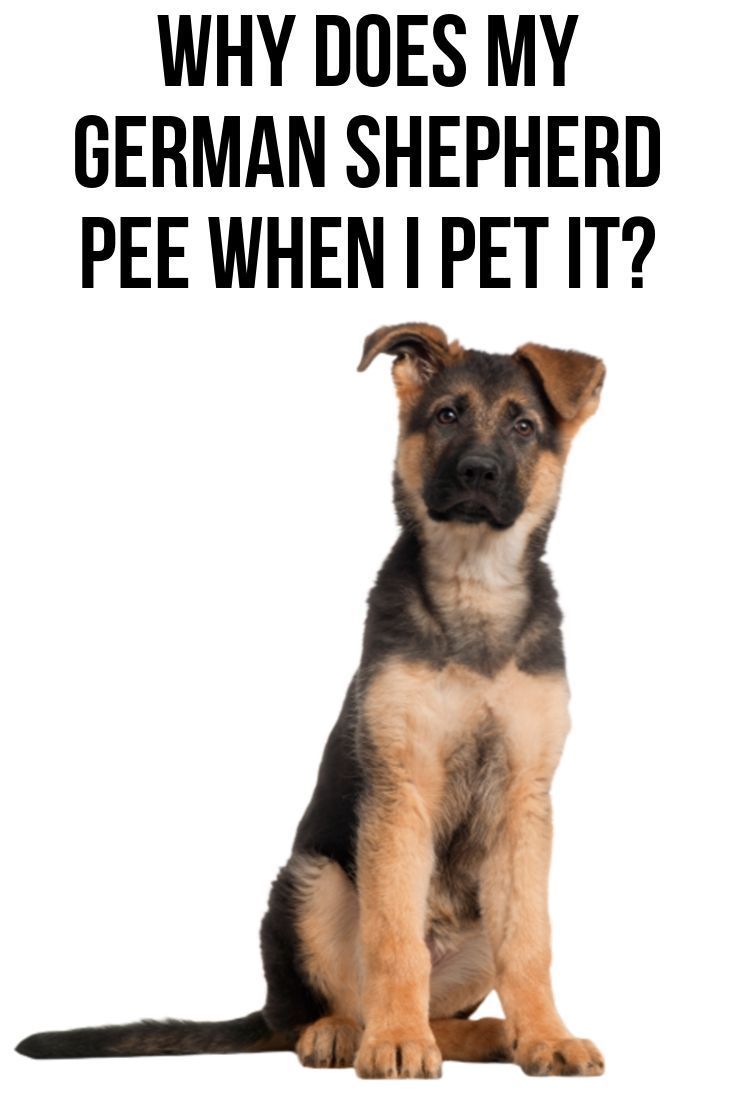 Why does my German Shepherd pee when I pet it? in 2020 ...