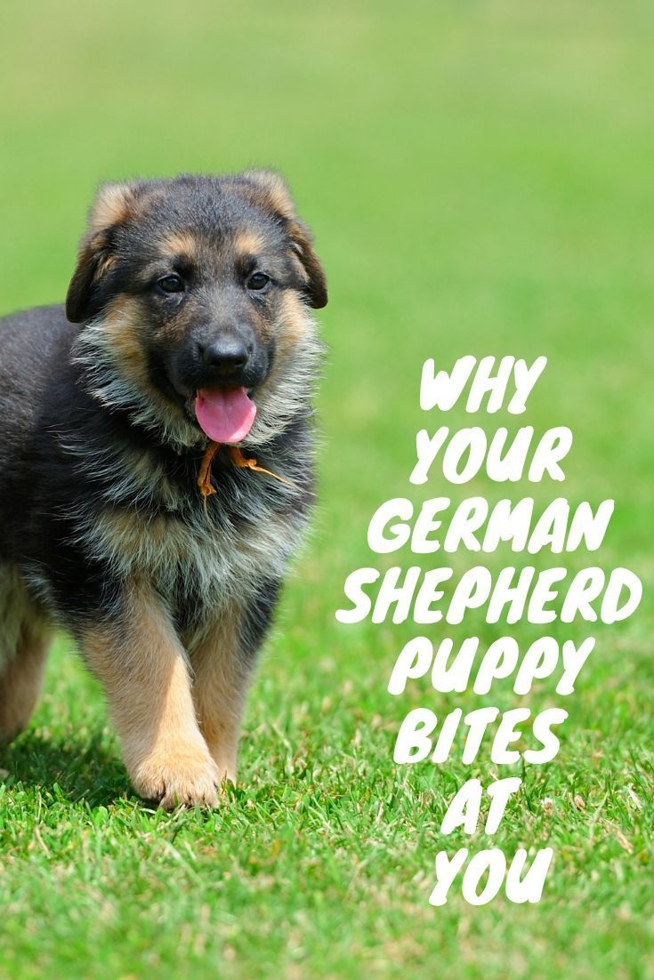 Why does my German Shepherd puppy bite at me? in 2020 ...