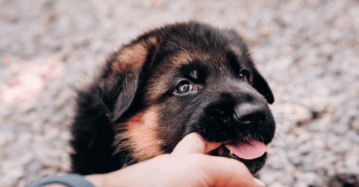 Why Does My German Shepherd Puppy Bite Me?  The German Shepherder