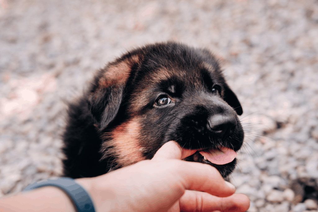 Why Does My German Shepherd Puppy Bite Me?  The German ...