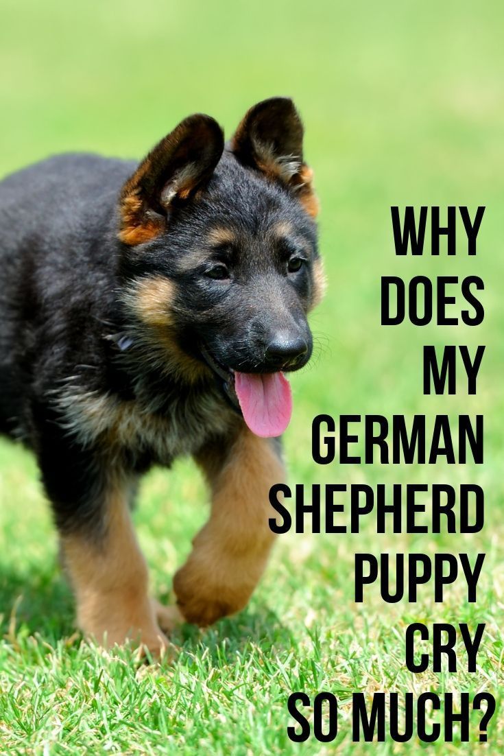 Why does my German Shepherd puppy cry so much?