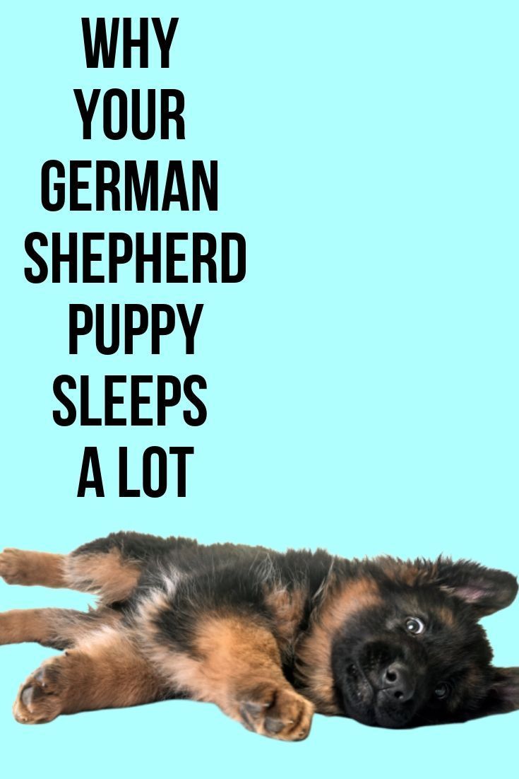Why does my German Shepherd puppy sleep a lot?