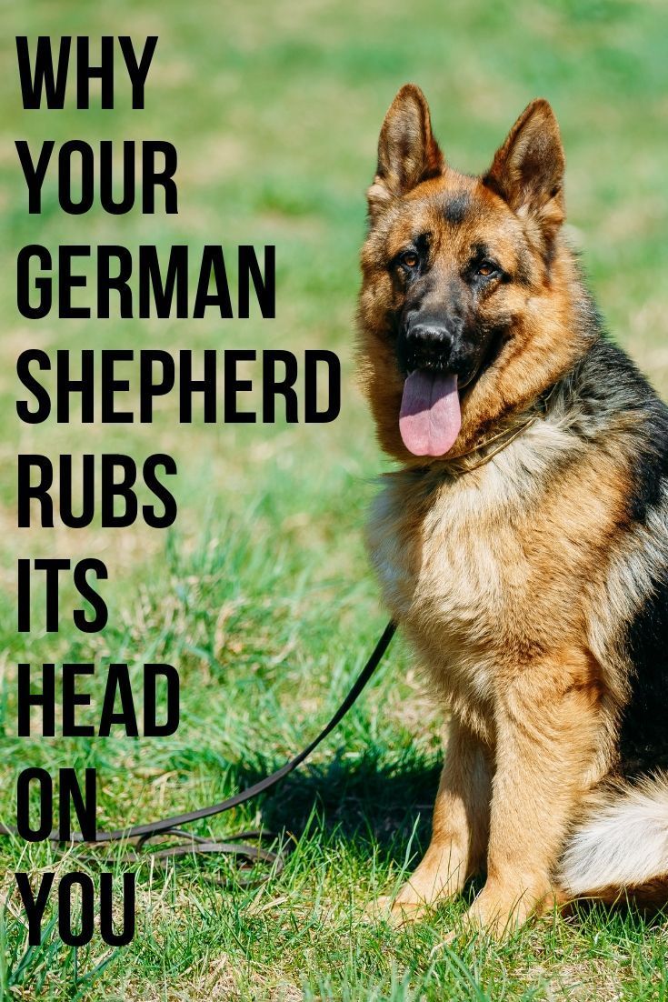 Why does my German Shepherd rub its head on me? in 2020 ...