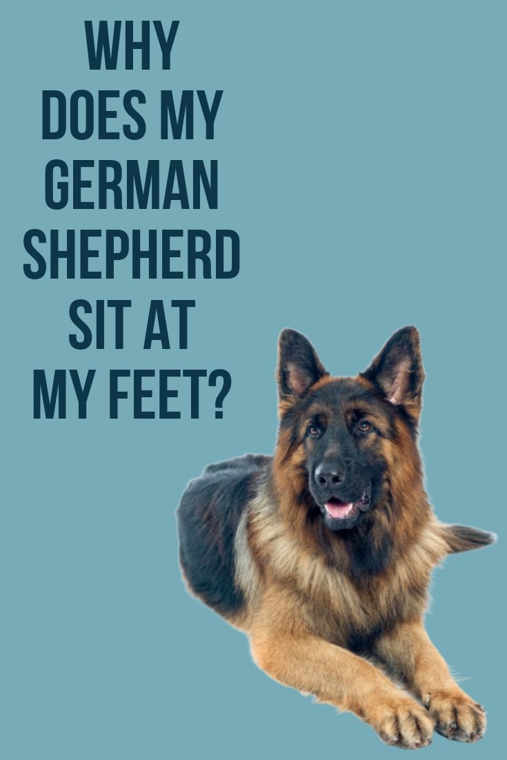 Why does my German Shepherd sit at my feet? in 2020 ...