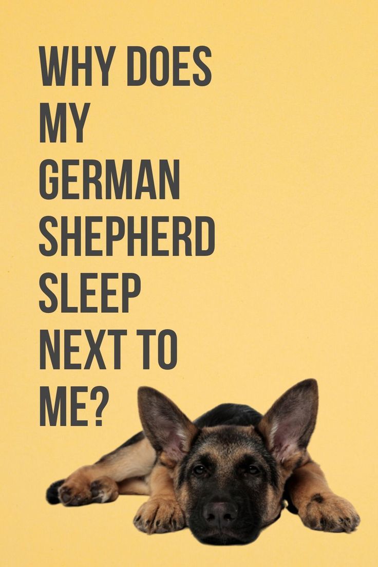 Why does my German Shepherd sleep next to me?