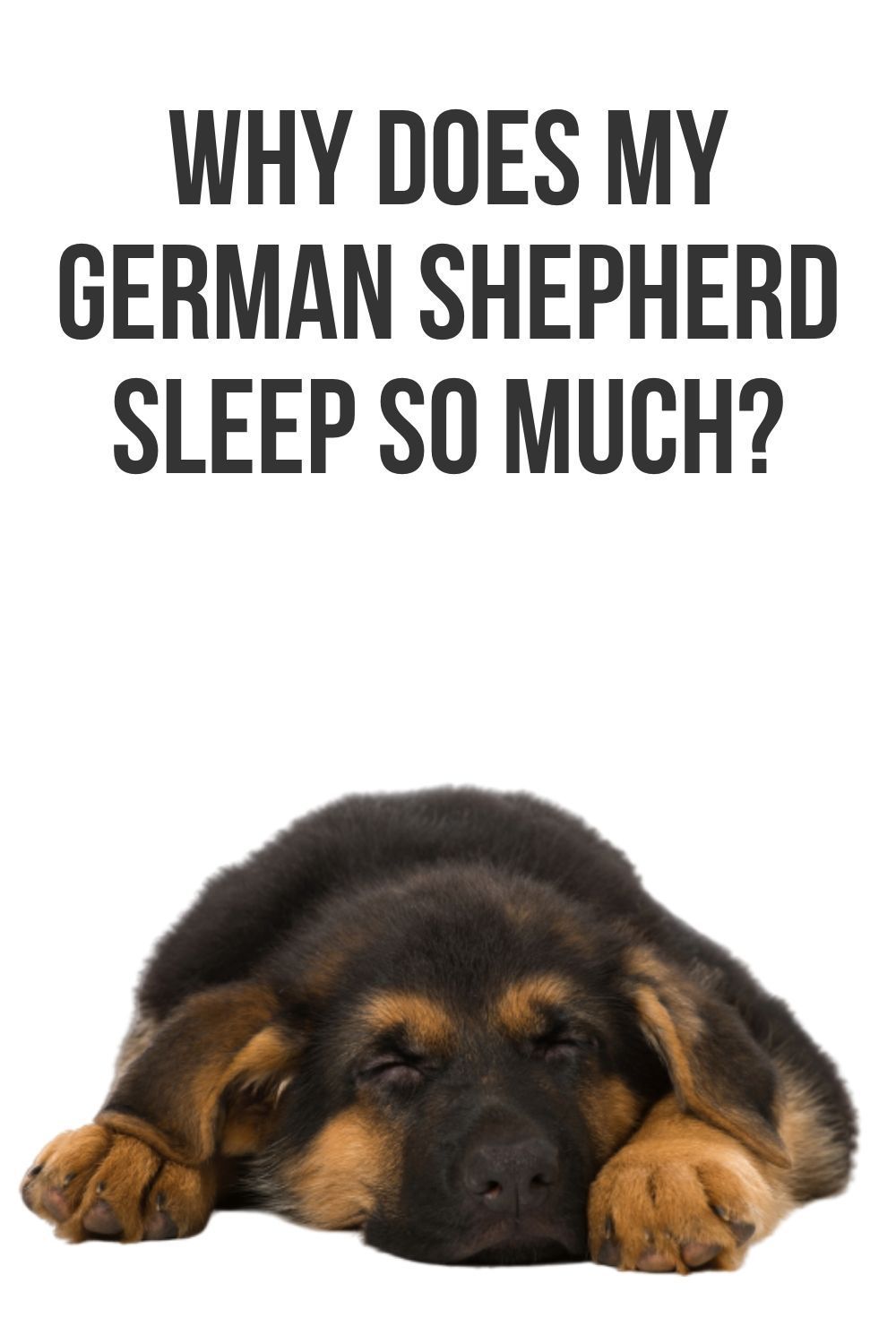 Why does my German Shepherd sleep so much?