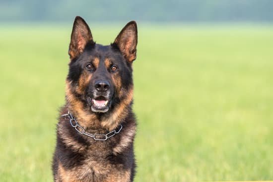 Why Does My German Shepherd Smell So Bad?
