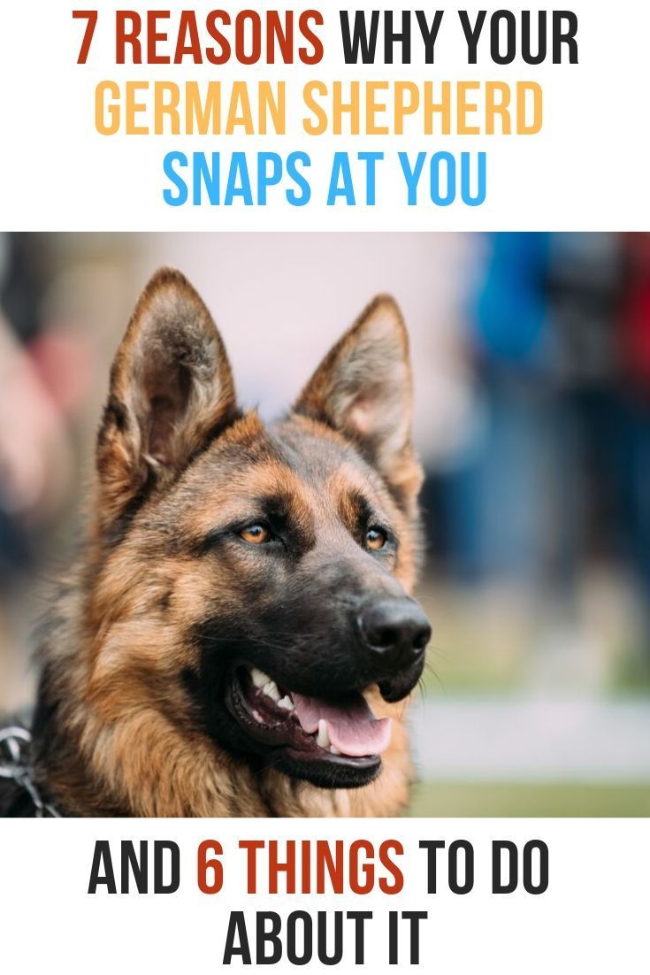 Why does my German Shepherd snap at me? (With images ...