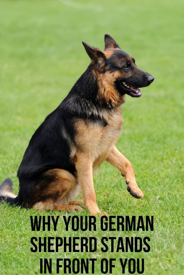 Why does my German Shepherd stand in front of me?