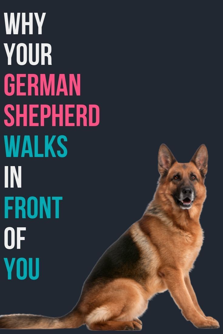 Why does my German Shepherd walk in front of me?