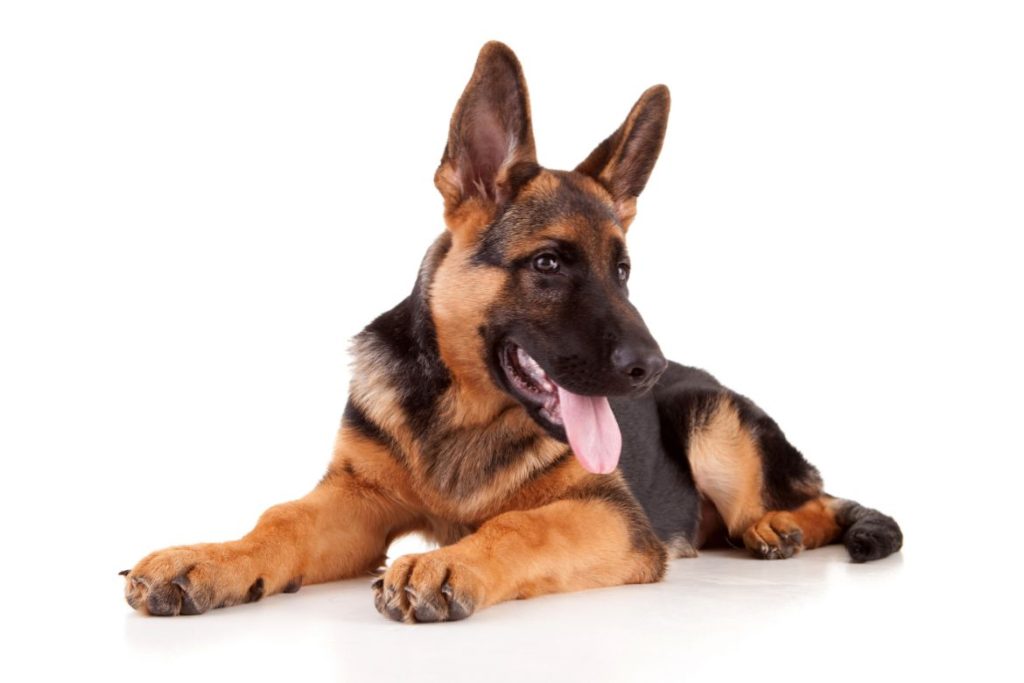 Why does my German Shepherd whine a lot?
