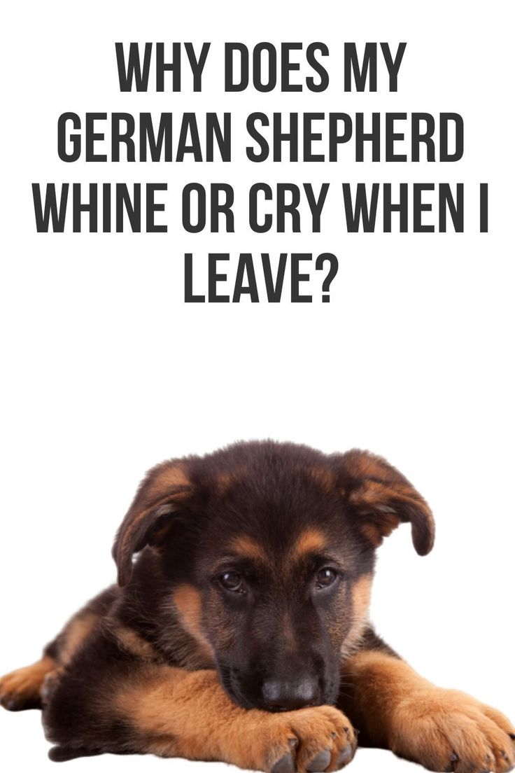 Why does my German Shepherd whine or cry when I leave ...