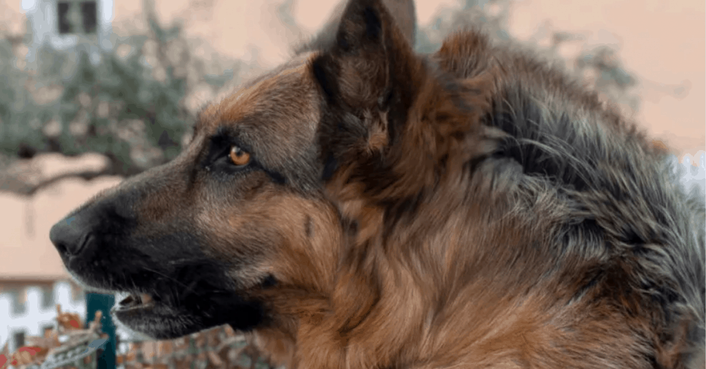 Why Does My German Shepherds Hair Stand Up? 6 Reasons ...