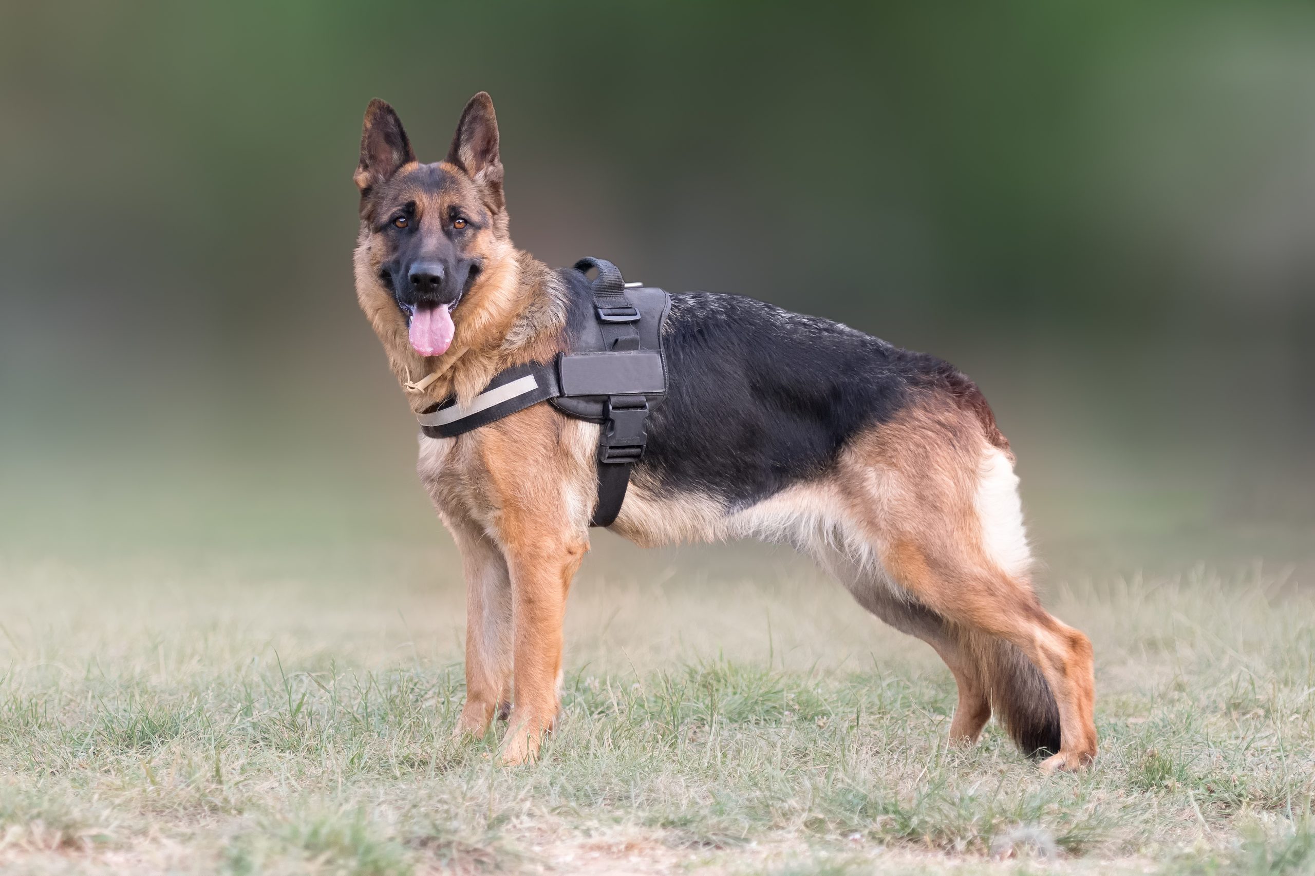 Why German Shepherd Dogs Make Good Working Dogs Archives ...