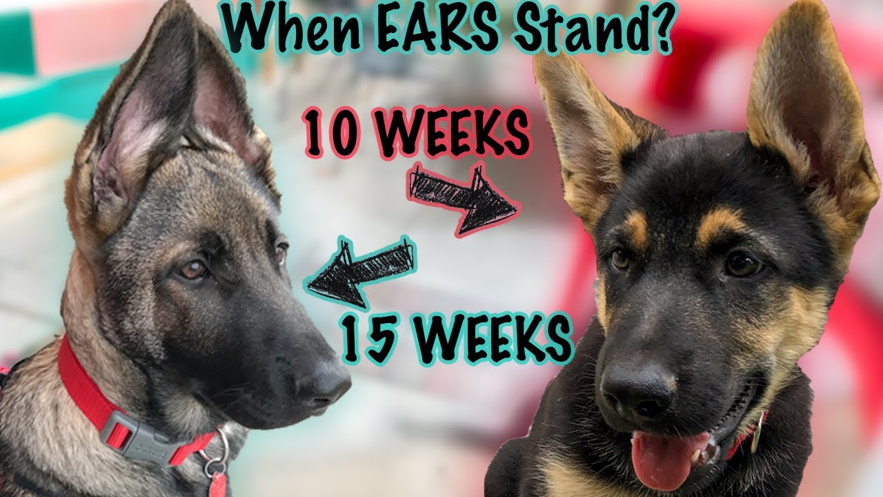 Why German Shepherd Ears Down?