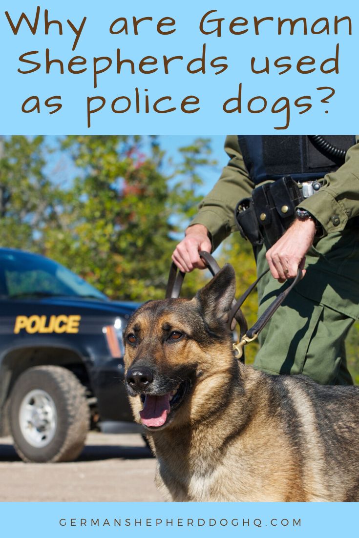 Why German Shepherds Are Used As Police Dogs