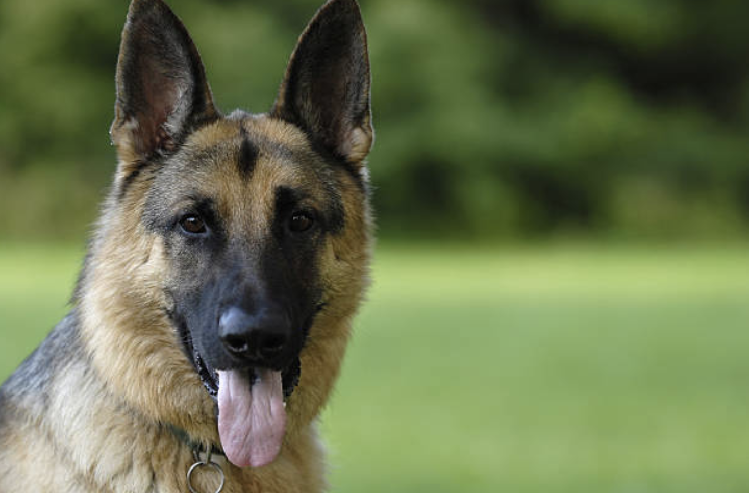 Why German Shepherds Make Good Service Dogs