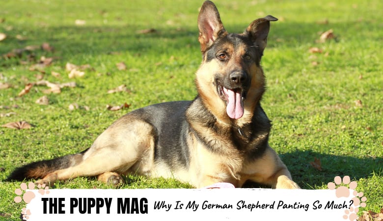 Why Is My German Shepherd Panting So Much? Top FAQs  The ...