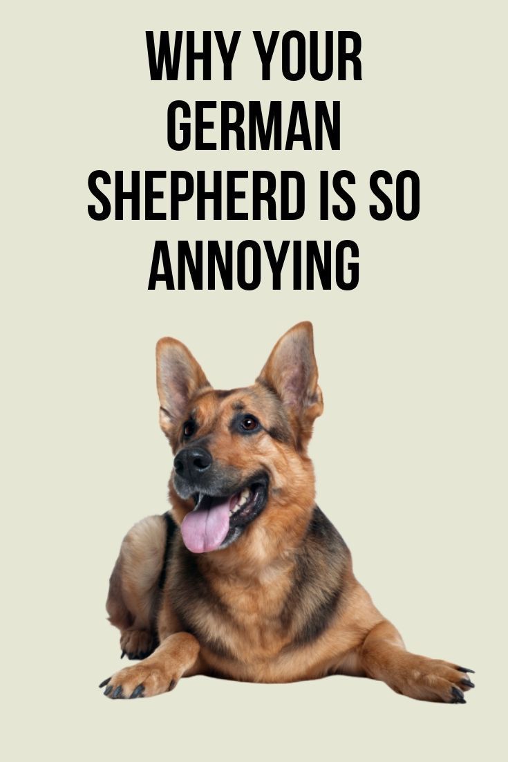 Why is my German Shepherd so annoying?