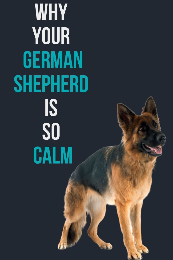 Why is my German Shepherd so calm?