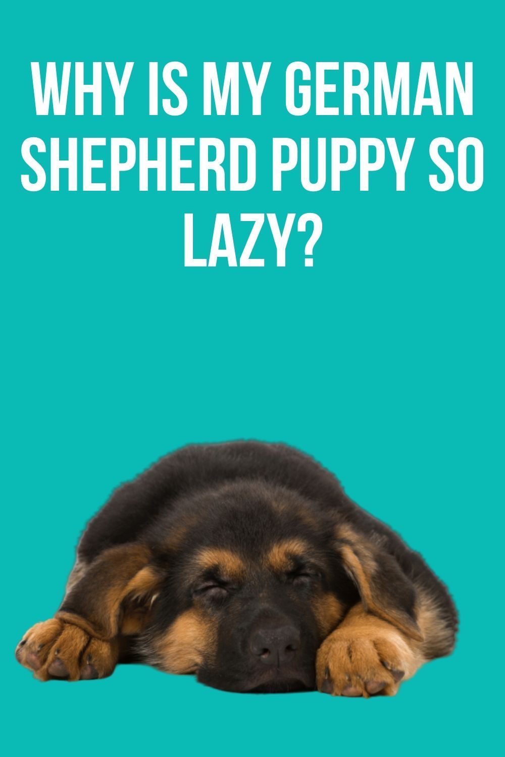 Why is my German Shepherd so lazy?