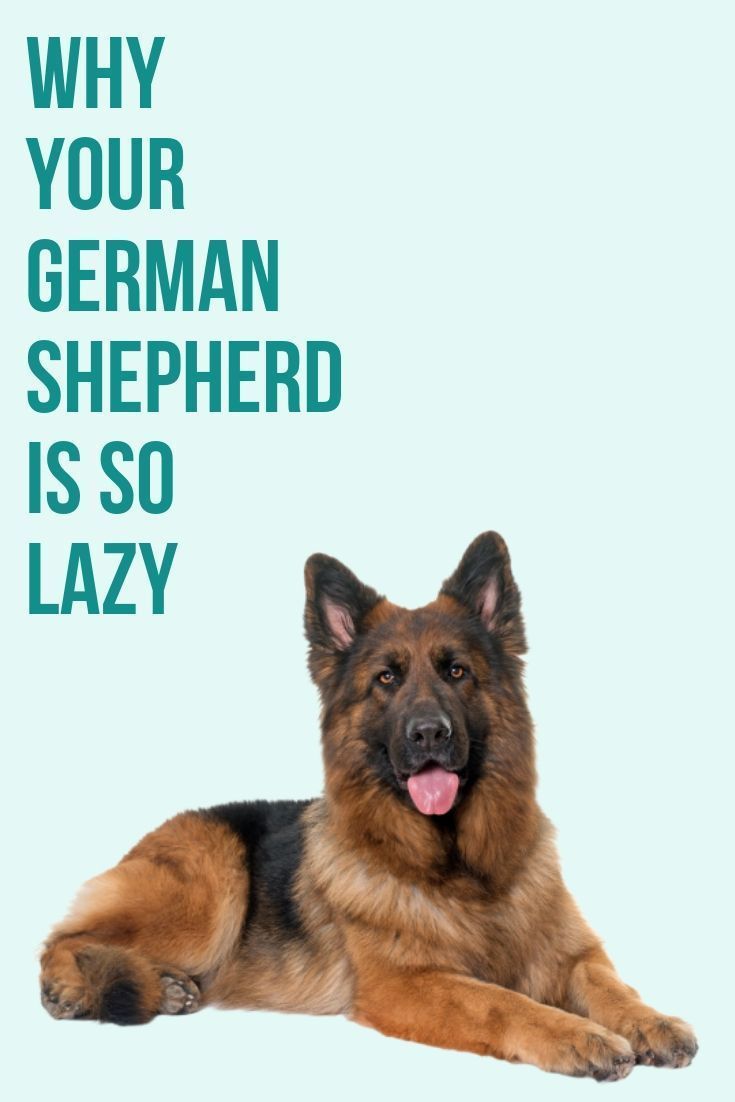 Why is my German Shepherd so lazy? in 2020