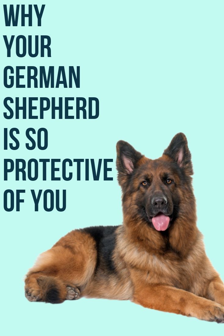 Why is my German Shepherd so protective of me? in 2020 ...