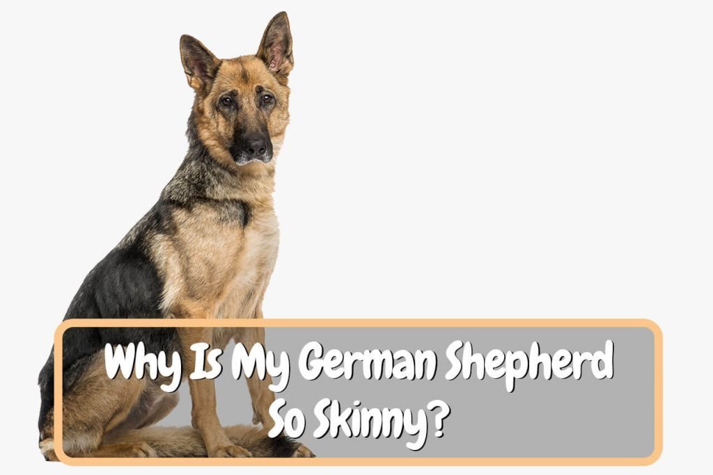 Why Is My German Shepherd So Skinny