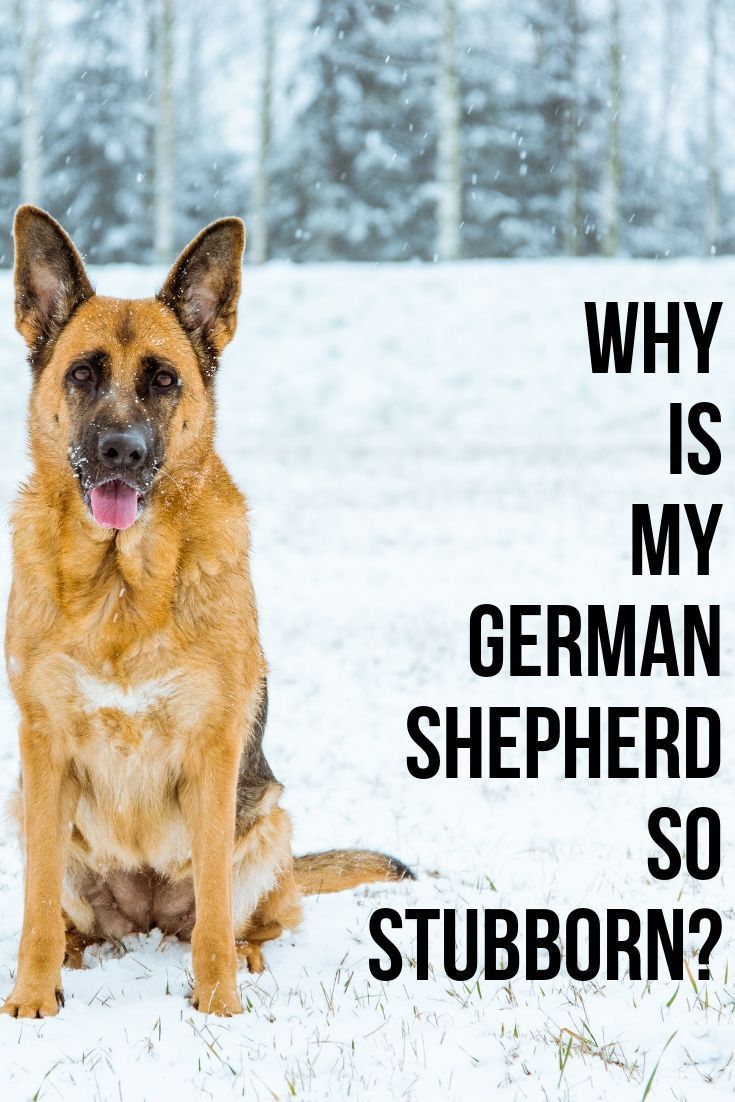 Why is my German Shepherd so stubborn? in 2020