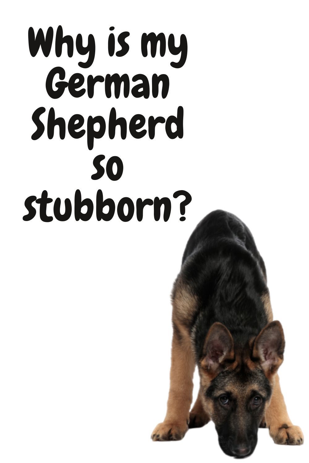 Why is my German Shepherd so stubborn? in 2021