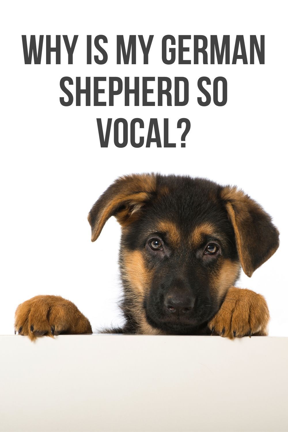 Why is my German Shepherd so vocal? in 2020