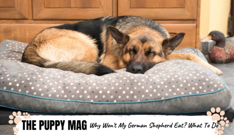 Why Wont My German Shepherd Eat? 6 Reasons &  What To Do ...